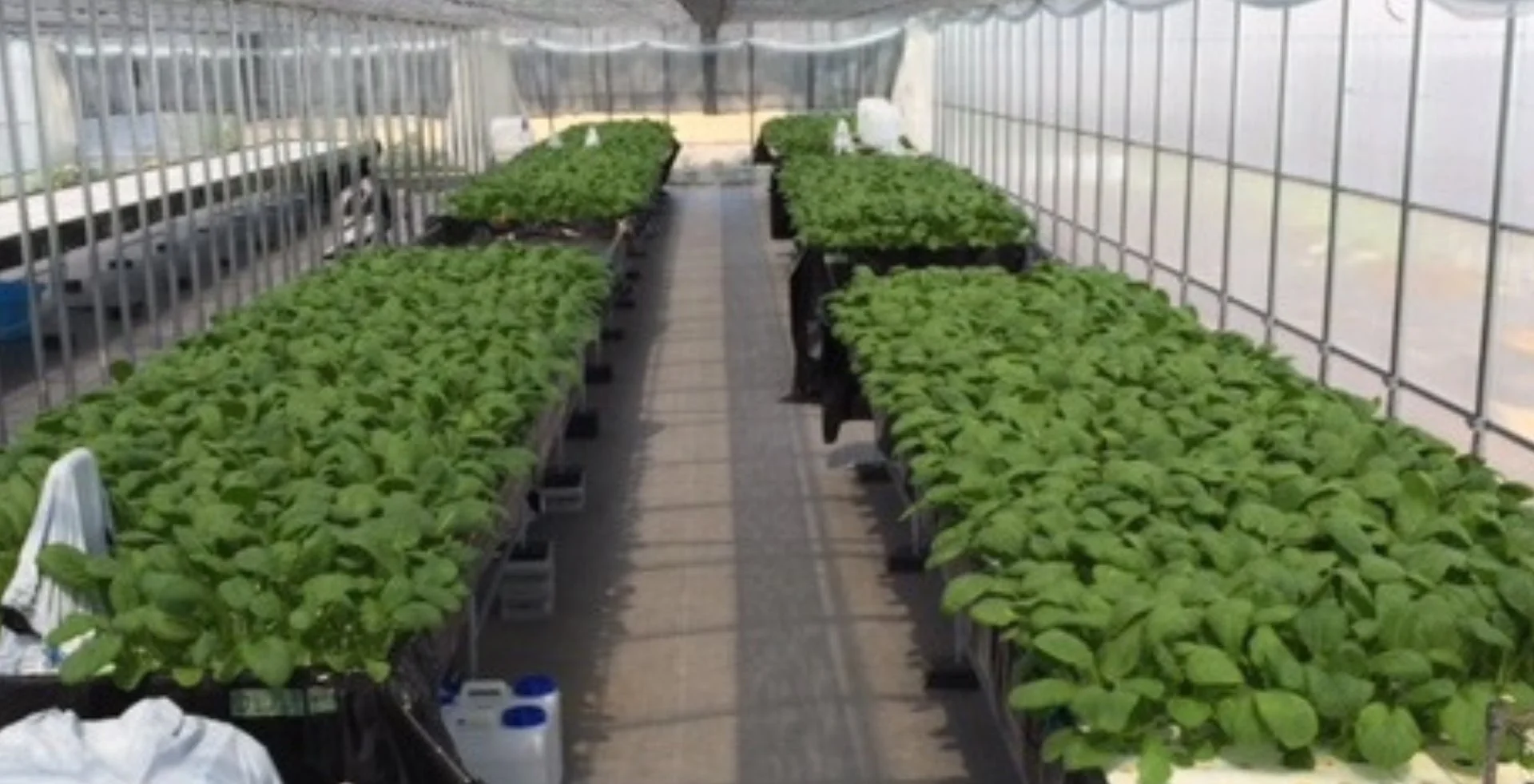 有機養液栽培の温室