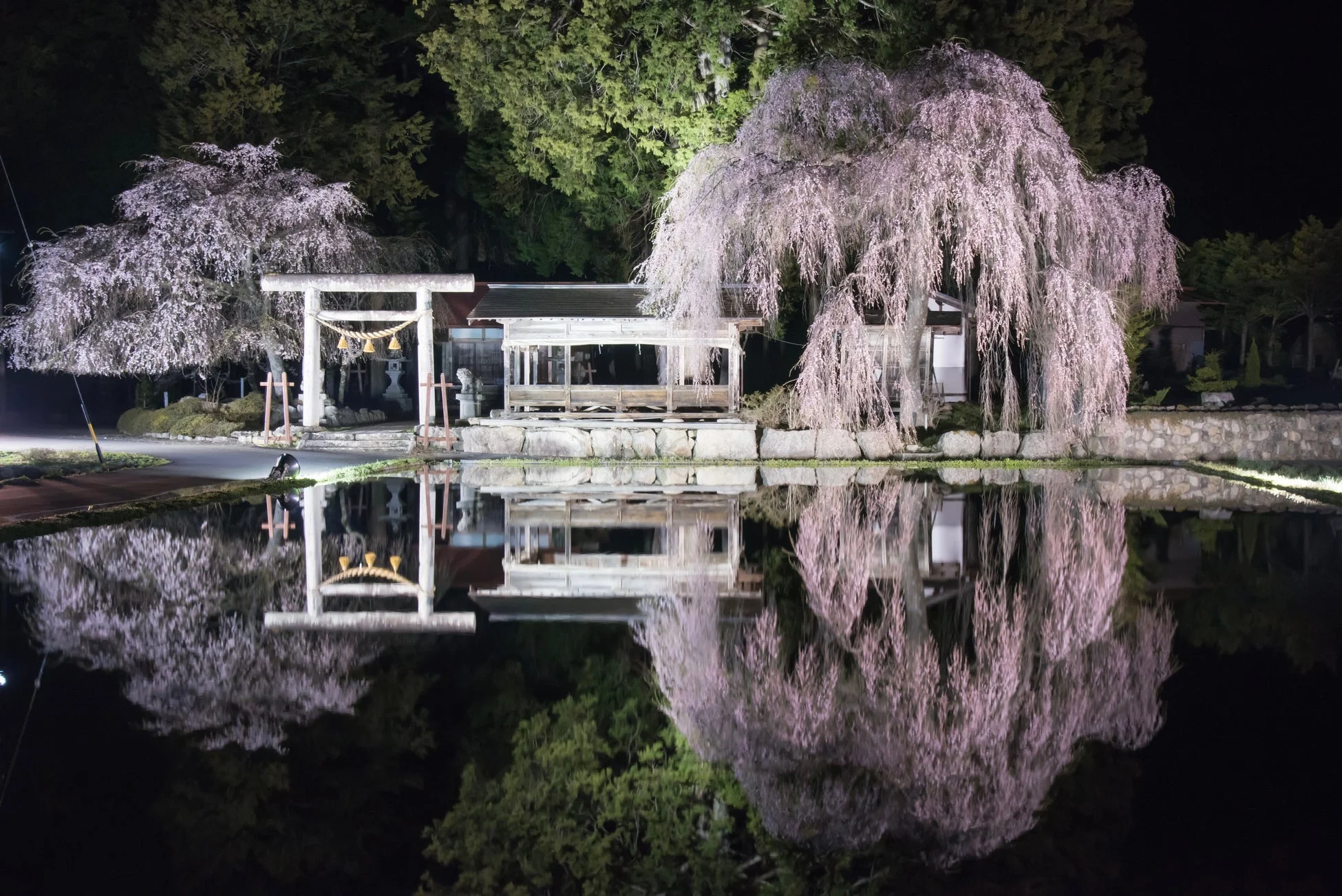 朝日地域の夜桜