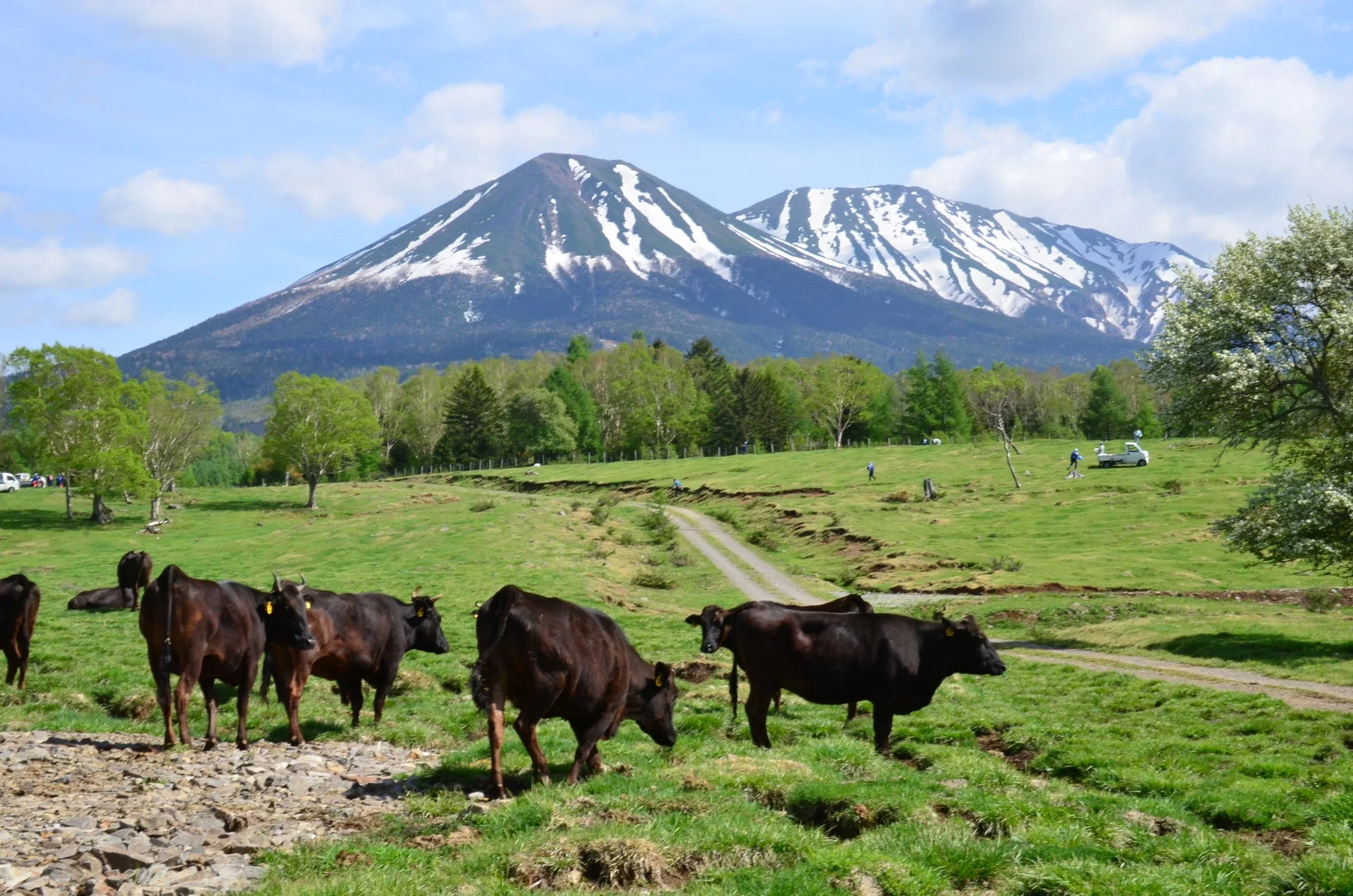 高根地域の牧草地と山