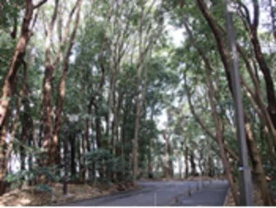 緑豊かな木々に囲まれた、ゆるやかにカーブする道