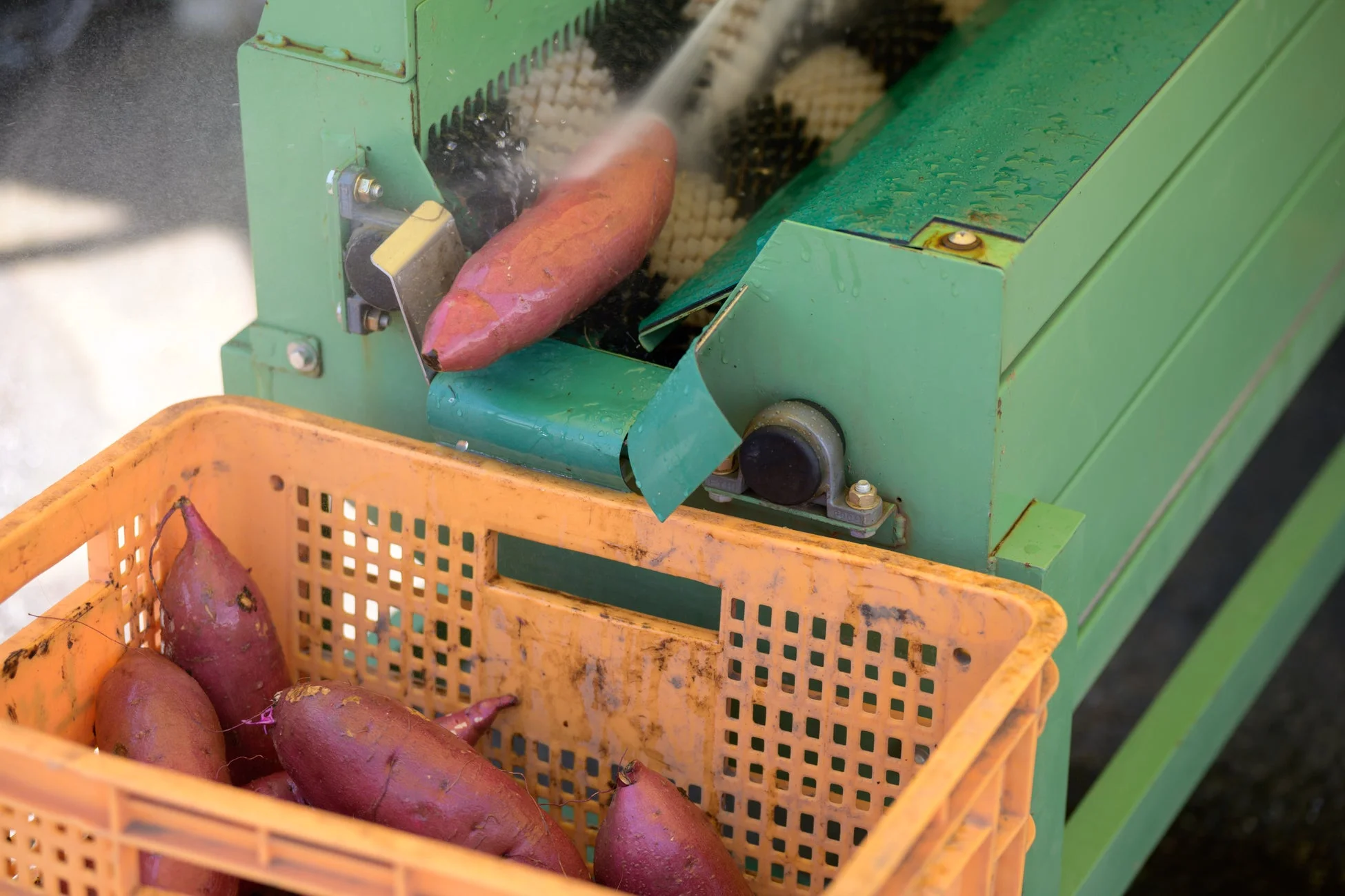 緑色の洗浄機でさつまいもが水洗いされている様子。オレンジ色のコンテナには、洗浄前のさつまいもが複数入っており、収穫後の農作業の一端がうかがえる。