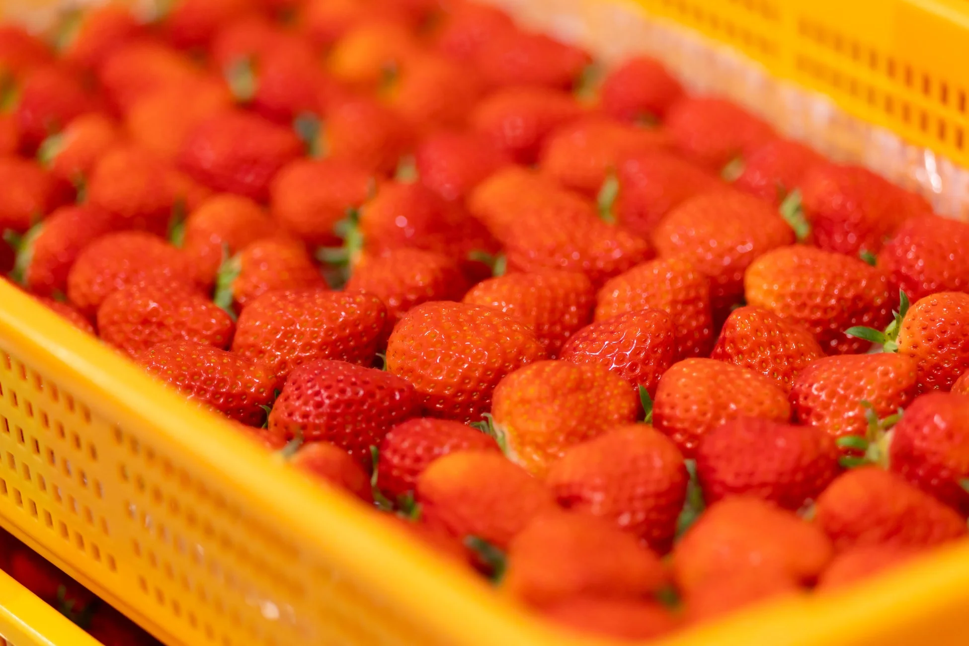 懇親会で提供された採れたてのイチゴ