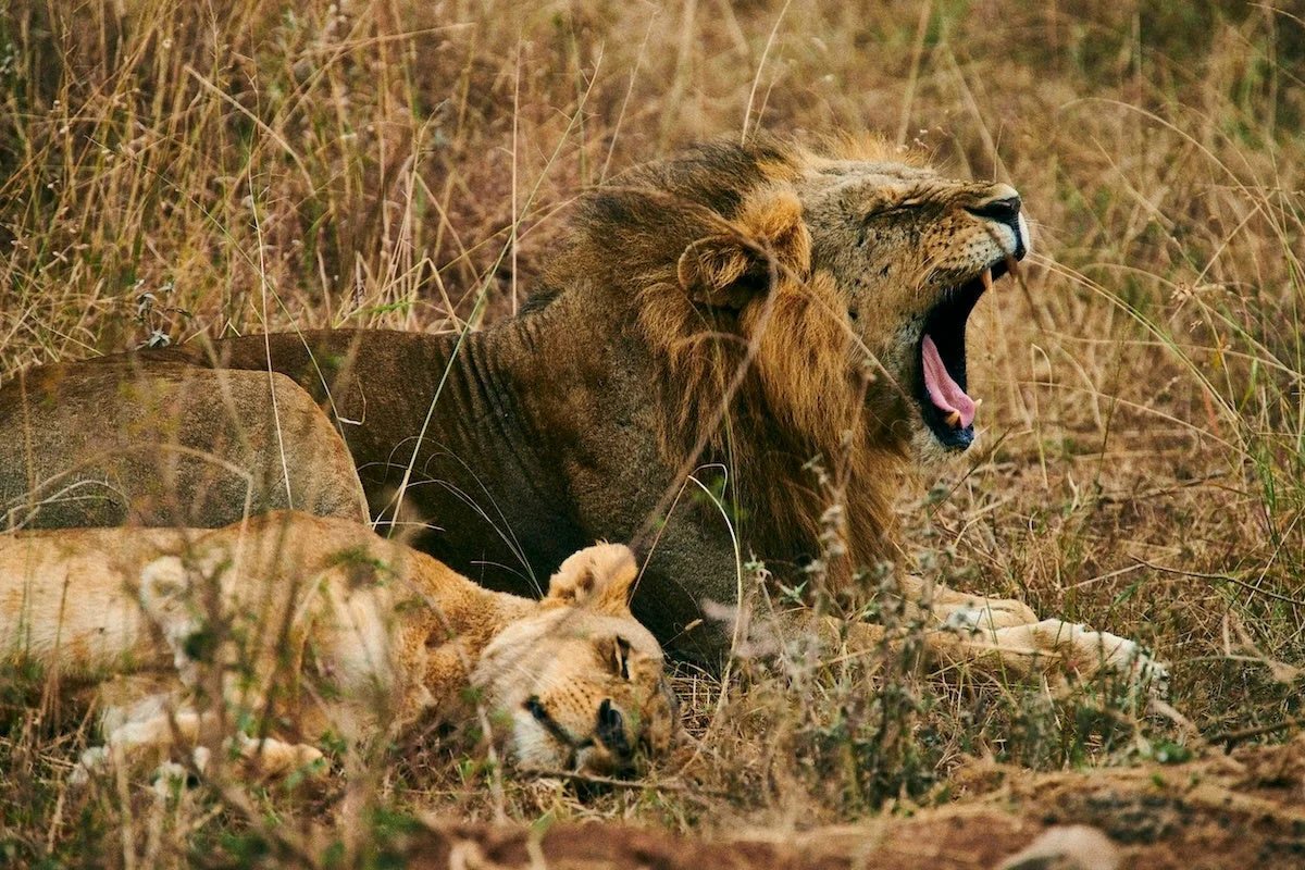 ライオンのつがい