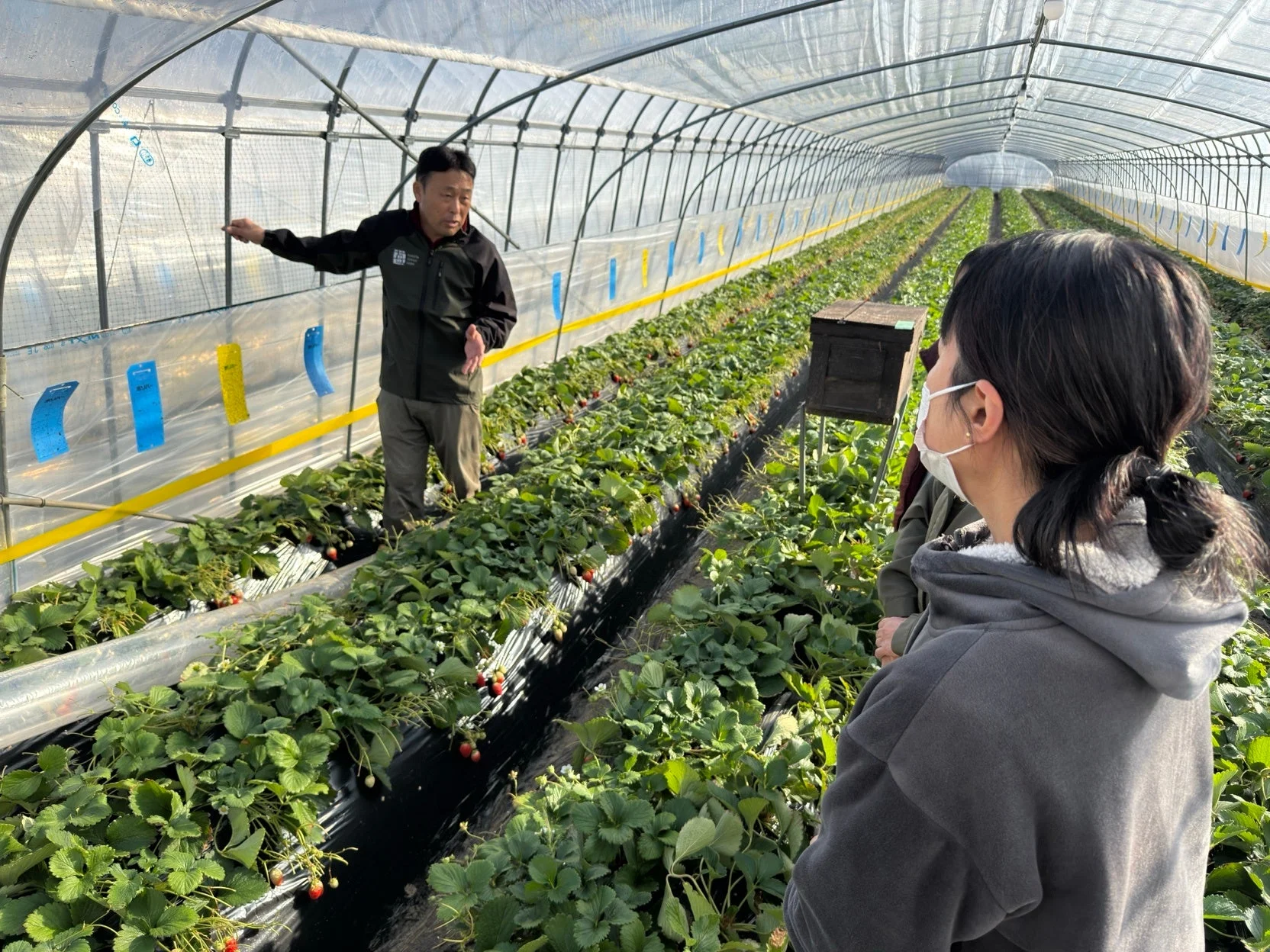 いちごのハウス栽培施設で説明を受ける人々