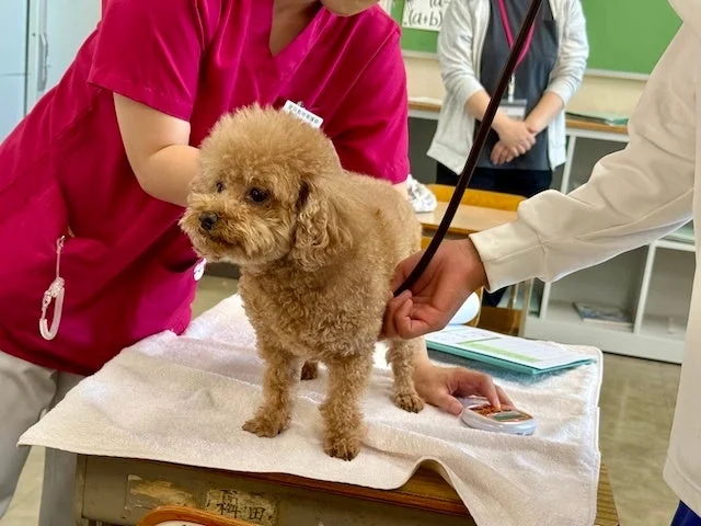 プードルと学生たち。職業体験の様子